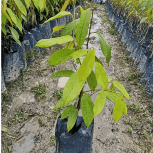 SELF PICKUP - ANAK POKOK DURIAN UDANG MERAH / D175 (SAIZ M)