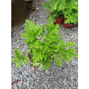 Pokok halau nyamuk atau jeremin - Image 1