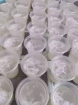 Jeli Nyor Pandan - Thumbnail 1