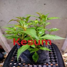 Self Pick-up - Pokok Kesum - Thumbnail 1