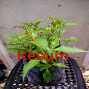 Self Pick-up - Pokok Kesum