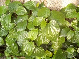 ABO - Piper sarmentosum plant sapling/ Anak pokok Kaduk/daun miaeng kam - Image 1