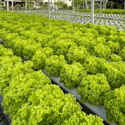 GREEN CORAL SALAD - Thumbnail 2