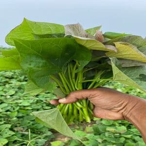 KERATAN ANAK BENIH KELEDEK RM1 (3 PCS)