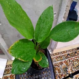 Self Pick-up - Pokok Temu Kunci - Thumbnail 2