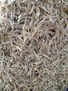 Ikan bilis kopek halus mata biru Pulau pangkor - Image 1