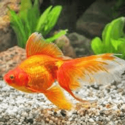 Ikan Emas Hitam dan Oren Gred B - Thumbnail 2