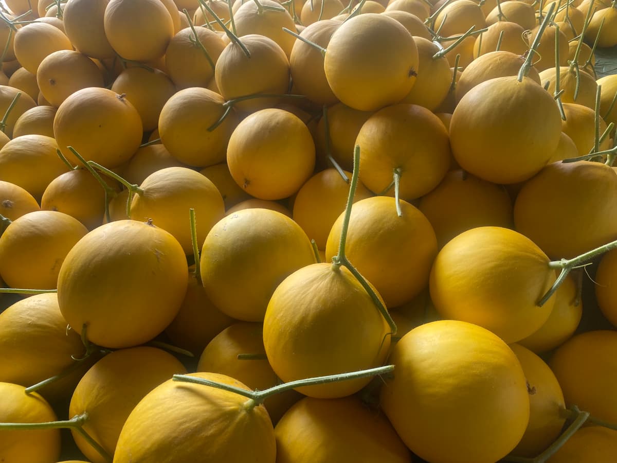 MELON MANIS TERENGGANU (3 BIJI RM75.00) ZBM AGROTECH - Image 1