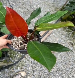 Philodendron Prince Of Orange