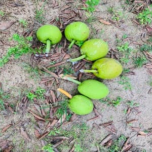 Buah sukun