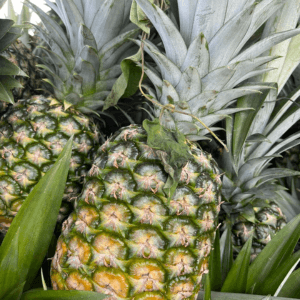 Buah Nanas MD2 Segar (Biji) - Image 1