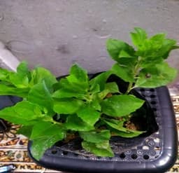 Self Pick-up - Pokok Beluntas Kecik - Thumbnail 2