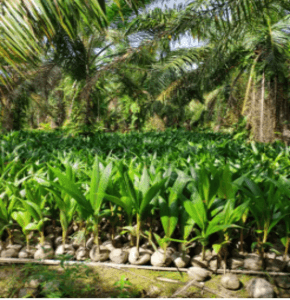 Kelapa Mataq, kelapa jenis rendah