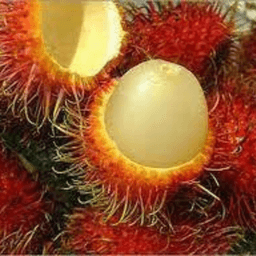 Anak Pokok Rambutan R167 Kelapa Nephelium lappaceum (Chai Thow Chin) - Thumbnail 2