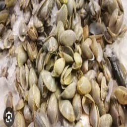 Siput lala - Thumbnail 1