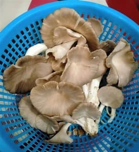 Cendawan Tiram Kelabu - Image 1