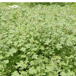 maman segar - Thumbnail 1