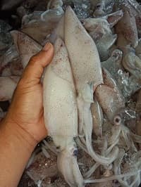 SOTONG SEGAR FRESH - Image 1