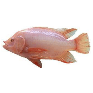 IKAN TALAPIA