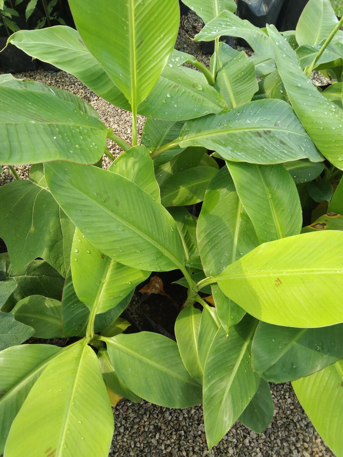 anak pokok pisang emas - Image 1