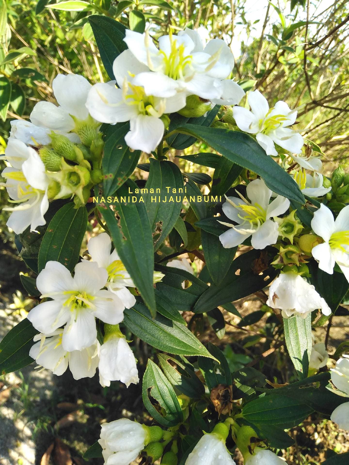 Biji benih senduduk putih