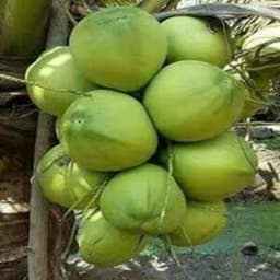 kelapa pandan - Thumbnail 1