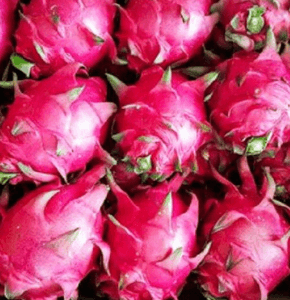DRAGON FRUIT RED