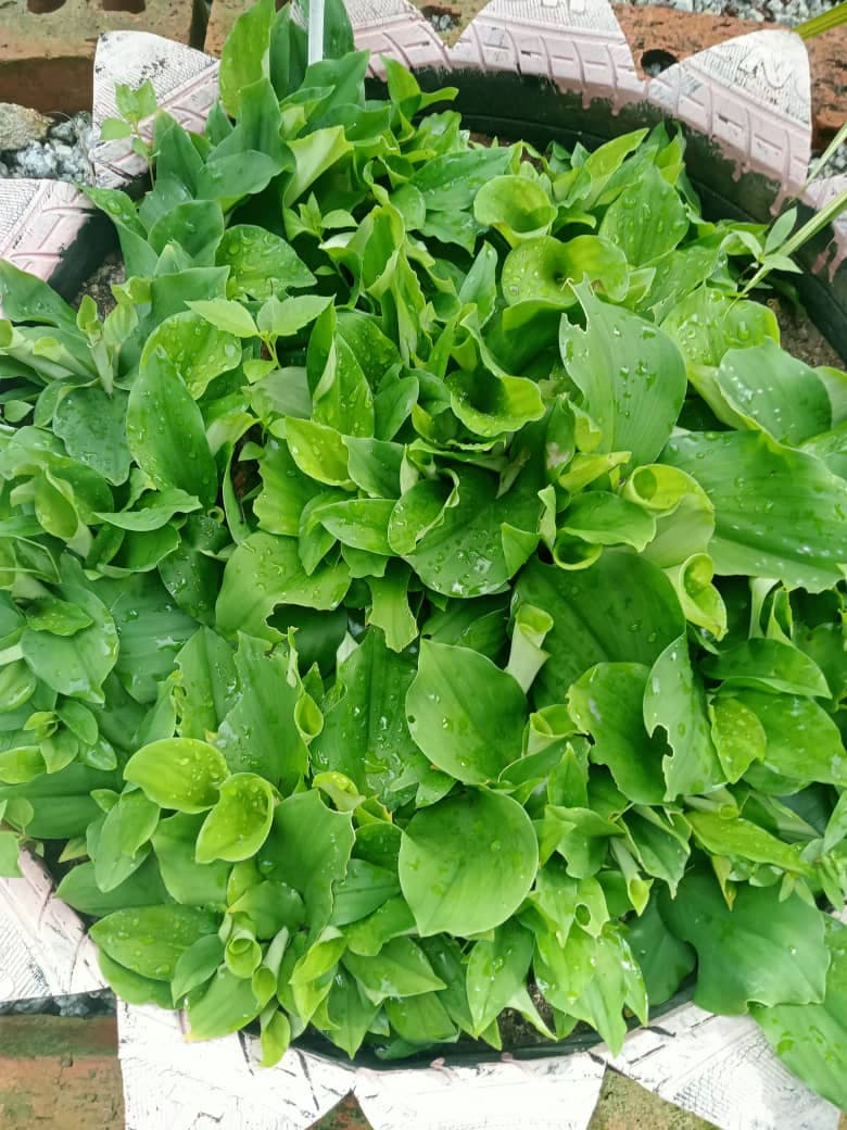 cekur ulam - Image 1