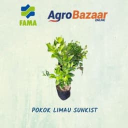 Pokok Limau Sunkist - Thumbnail 2
