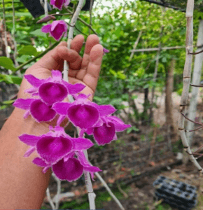 Dendrobium Nestor. Dendrobium Species.