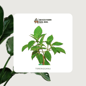 ANAK POKOK KETUM AYAM - Image 1