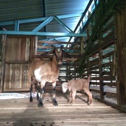 Kambing Katchang Segar - Thumbnail 2