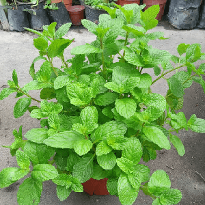 Pokok pudina - Image 1