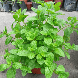 Pokok pudina - Thumbnail 1