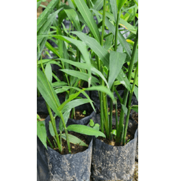 Pokok Halia Bara - Thumbnail 1