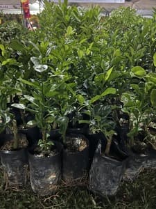 Anak pokok limau nipis