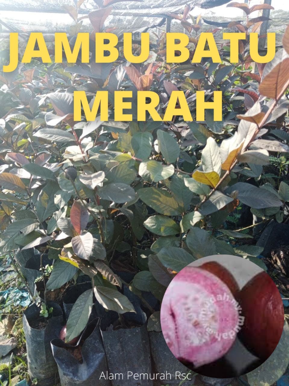 POKOK JAMBU BATU MERAH LIMITED EDITION - Image 1