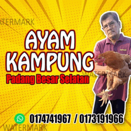 AYAM KAMPUNG PROSES - Thumbnail 2