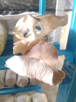 CENDAWAN SEGAR - Thumbnail 2