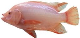 TALAPIA MERAH - Thumbnail 1