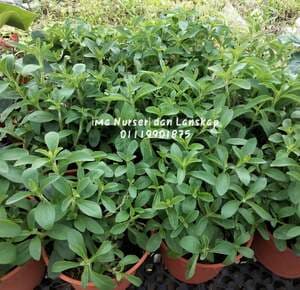 Pokok Herbal Stevia