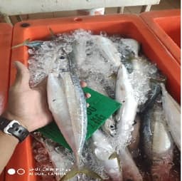 Ikan basong - Thumbnail 1