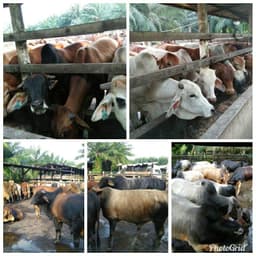 Ekor Lembu - Thumbnail 1