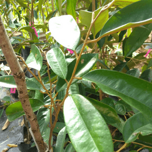 Anak Pokok Durian D200 Duri Hitam Ochee Hei Tze Black Thorn