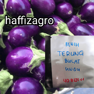 Benih Terung Bulat Ungu 40 biji