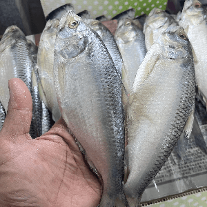 Ikan Terubuk Masin Sarawak Saiz S - Image 1