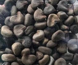 1 kg Biji Benih Rozel