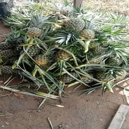 NANAS MD2 - Thumbnail 1