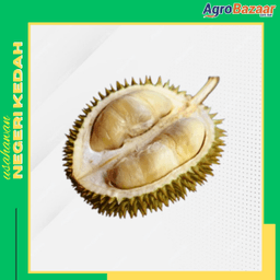 DURIAN KAMPUNG - Thumbnail 2