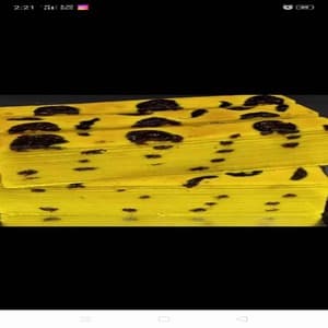 KEK LAPIS PRUNES - Image 1